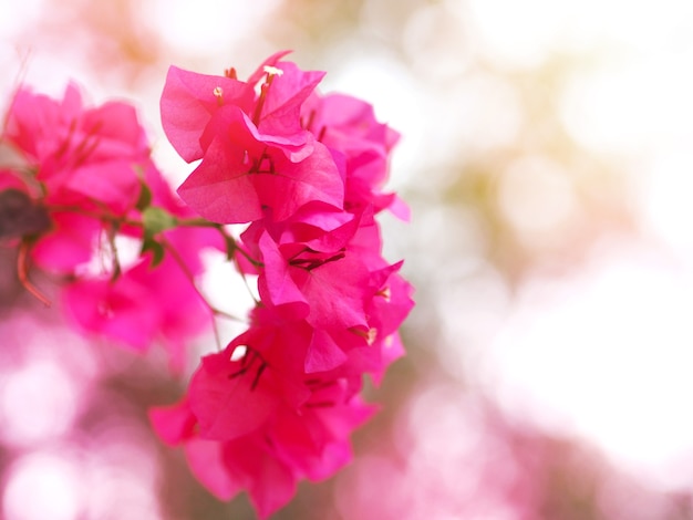 Primer plano de flor de buganvilla rosa