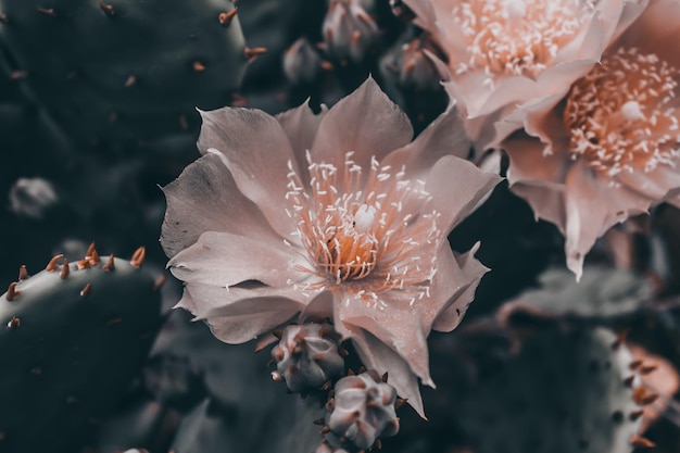 Primer plano de flor de cactus rosa Una suculenta floreciente Procesamiento oscuro de fotos horizontales