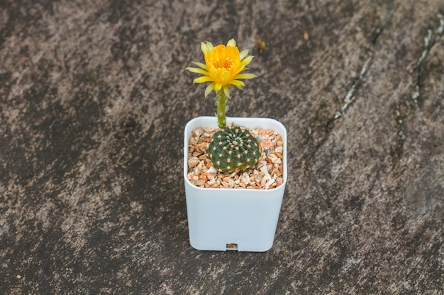 Primer plano de flor de cactus