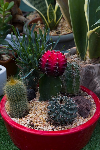 Primer plano de flor de cactus