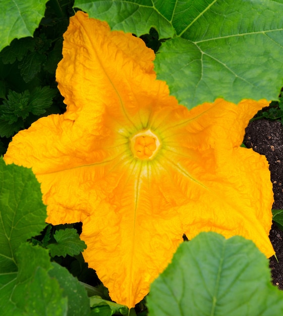 Primer plano de flor de calabaza. Calabaza vegetal florece en el campo. Calabaza floreciente.