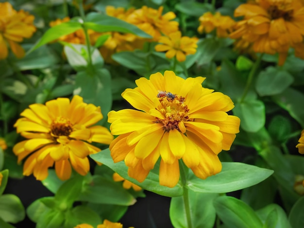 Primer plano de flor de caléndula amarilla y abeja con enfoque selectivo