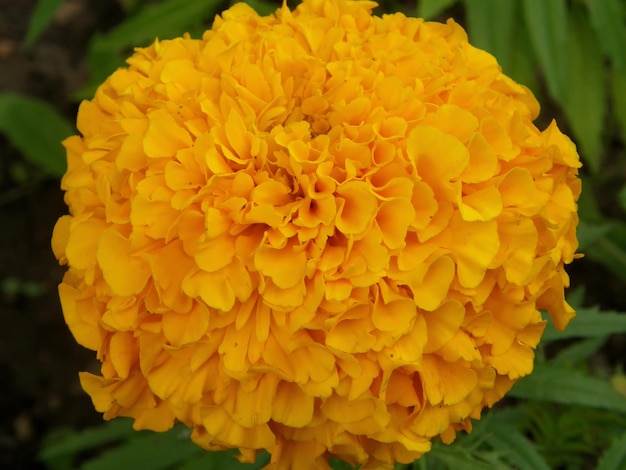 Primer plano de flor de caléndula amarilla (Tagetes). Región de Leningrado, Rusia.