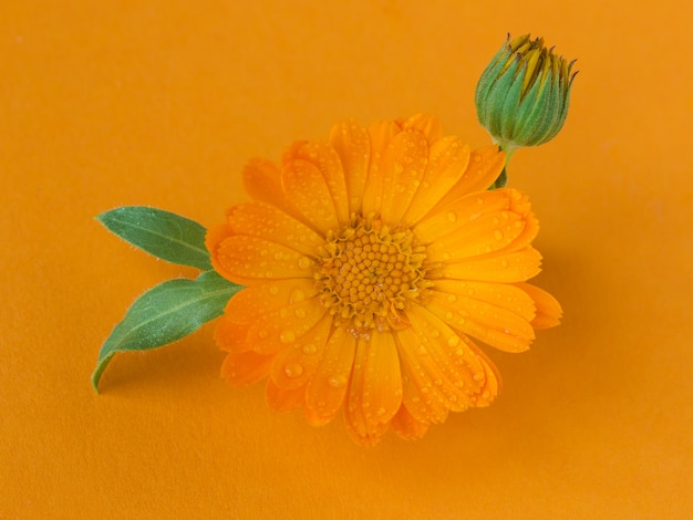 Un primer plano de la flor de caléndula, caléndula officinalis en naranja