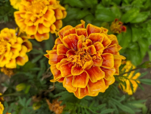 Primer plano de flor de caléndula, hermosa foto de flor