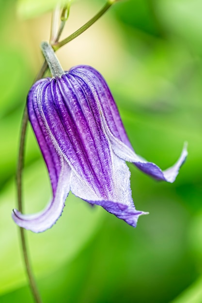 Primer plano de flor de campana púrpura