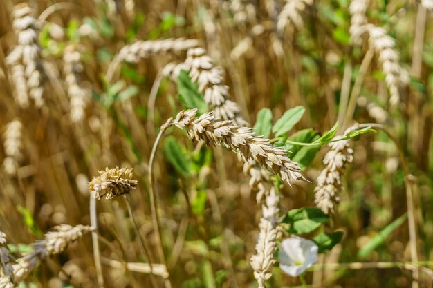 Foto primer plano de una flor en el campo