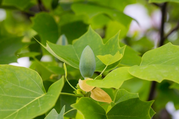 Primer plano de la flor del capullo del árbol de tulipán Liriodendron tulipifera American Tuliptree o Tulip Poplar sobre fondo azul Enfoque selectivo