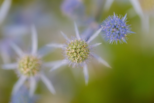 Primer plano de una flor de cardo azul espinosa redonda