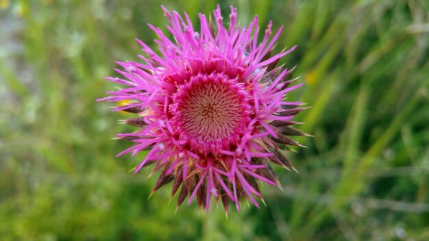 Foto primer plano de la flor del cardo púrpura