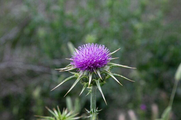 Foto primer plano de la flor del cardo púrpura