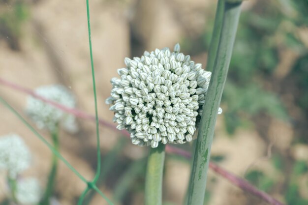 Primer plano de una flor de cebolla en una granja Fondo de frescos plantas jóvenes Vista de fotografía macro