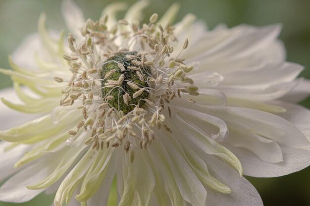 Un primer plano de una flor con el centro abierto.