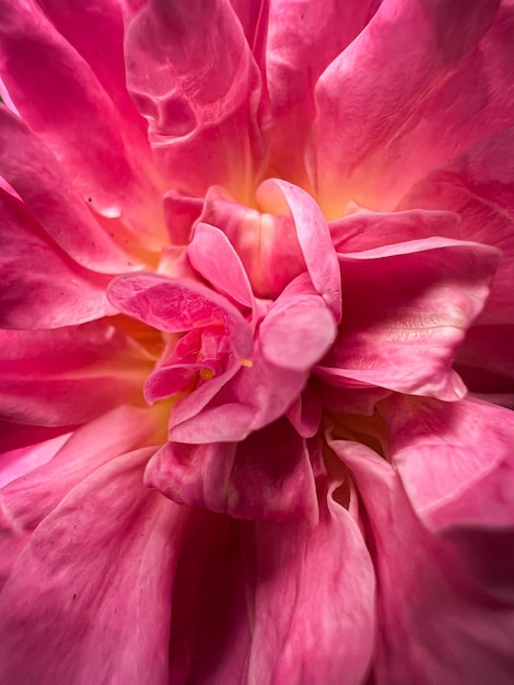 Un primer plano de una flor con un centro rosa