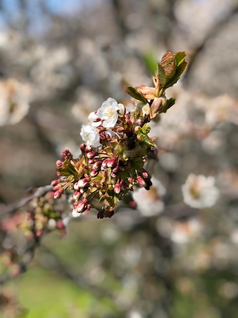 Primer plano de la flor de cerezo en el árbol