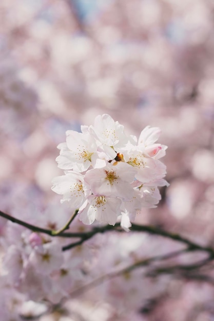 Foto primer plano de la flor de cerezo blanco