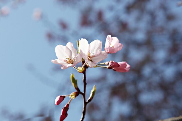 Foto primer plano de la flor de cerezo blanco