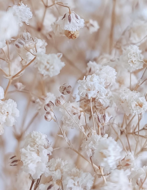 Primer plano de la flor de cerezo blanco