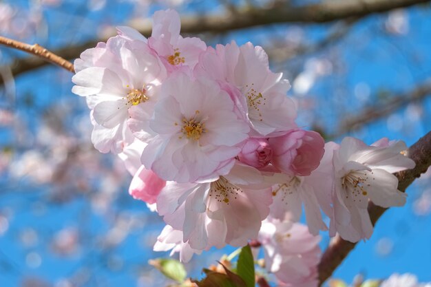 Foto primer plano de una flor de cerezo en flor de fondo enfoque selectivo