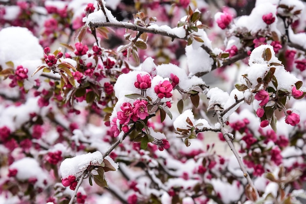 Primer plano de la flor de cerezo bajo la nieve