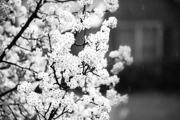 Primer plano de la flor de cerezo en la rama del árbol