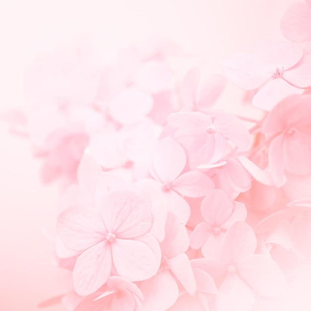 Primer plano de la flor de cerezo rosa contra un fondo blanco