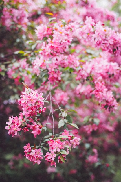 Foto primer plano de la flor de cerezo rosado