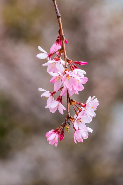 Foto primer plano de la flor de cerezo rosado