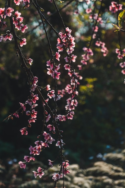 Foto primer plano de la flor de cerezo rosado