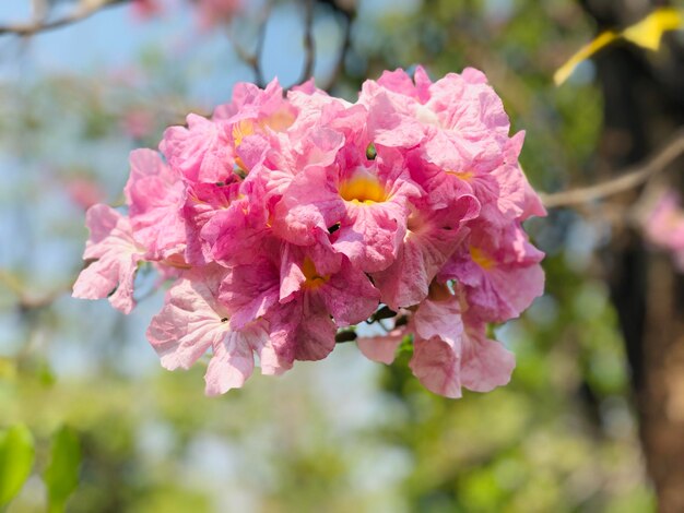 Primer plano de la flor de cerezo rosado