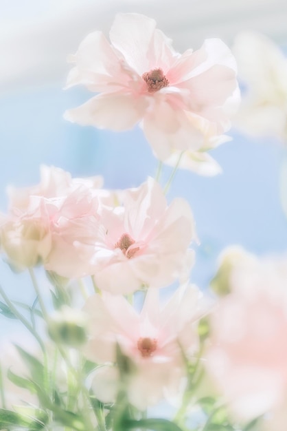 Primer plano de la flor de cerezo rosado
