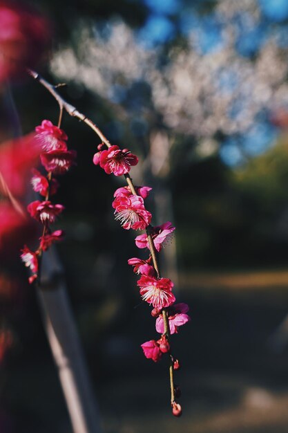 Foto primer plano de la flor de cerezo rosado