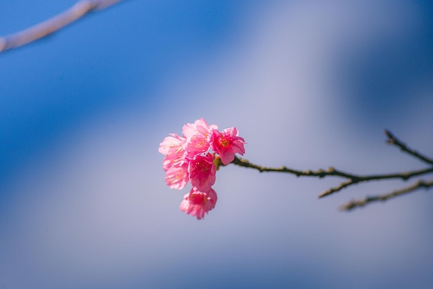 Foto primer plano de la flor de cerezo rosado