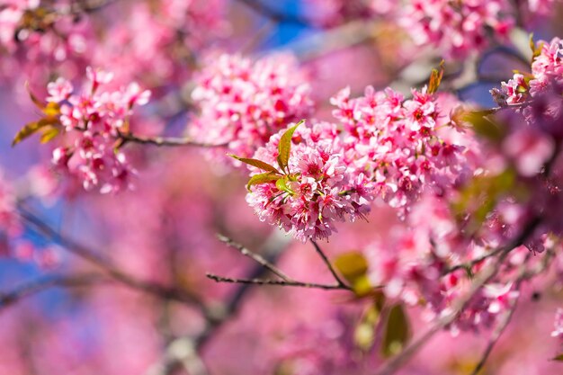 Primer plano de la flor de cerezo rosado