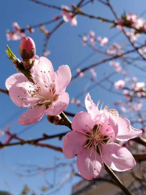 Foto primer plano de la flor de cerezo rosado