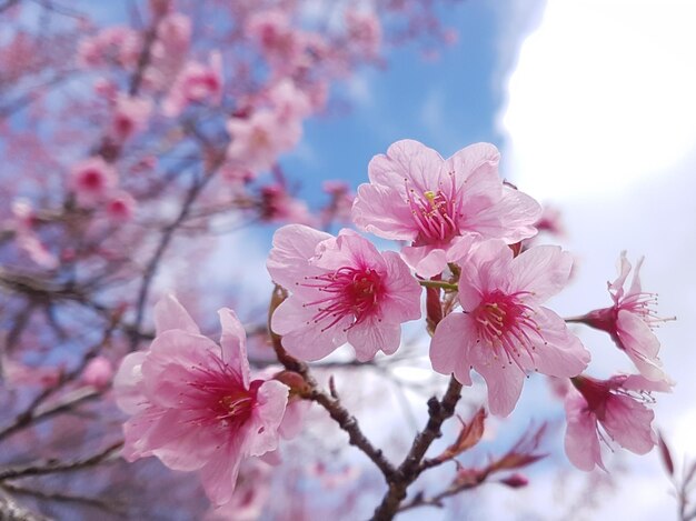 Foto primer plano de la flor de cerezo rosado