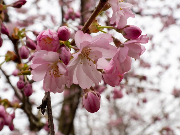 Foto primer plano de la flor de cerezo rosado