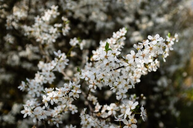 Un primer plano de la flor de cerezo