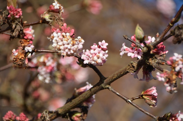 Foto primer plano de la flor de cerezo