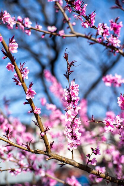 Foto primer plano de la flor de cerezo