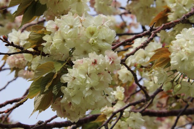Foto un primer plano de la flor de cerezo