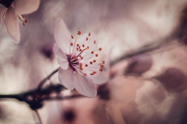 Foto primer plano de la flor de cerezo