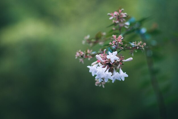 Foto primer plano de la flor de cerezo