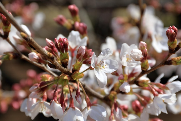 Foto primer plano de la flor de cerezo