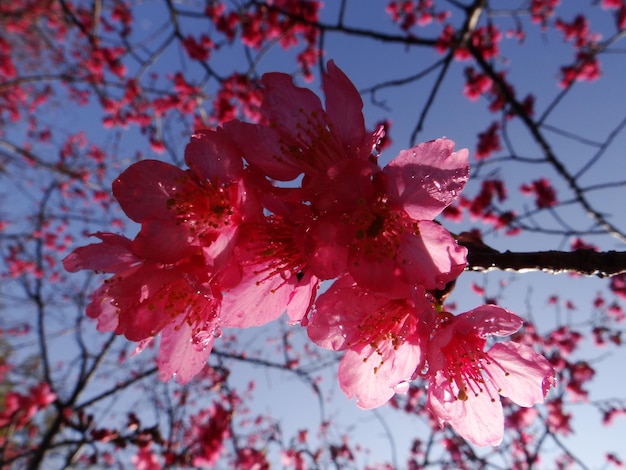 Foto primer plano de la flor de cerezo