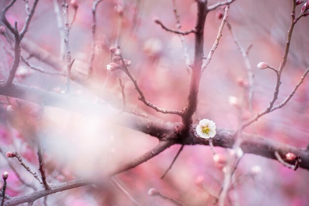 Foto un primer plano de la flor de la ciruela rosada durante el invierno