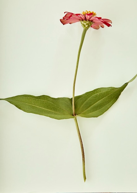 Foto primer plano de una flor contra un fondo blanco