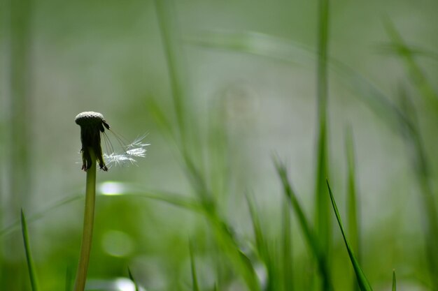 Foto primer plano de una flor contra un fondo borroso