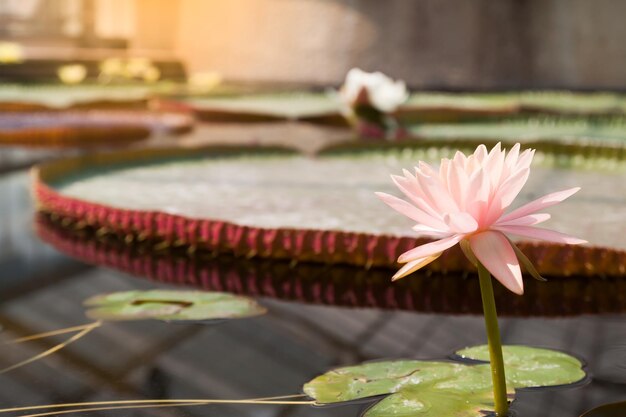 Foto primer plano de una flor contra un fondo borroso