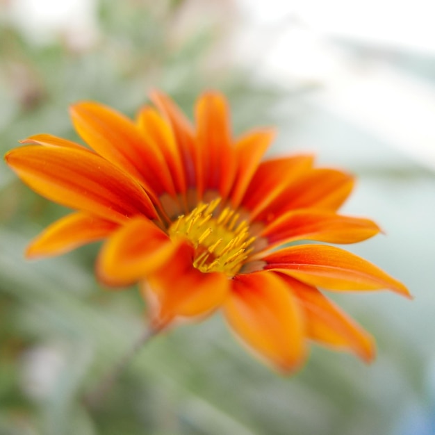 Foto primer plano de una flor contra un fondo borroso